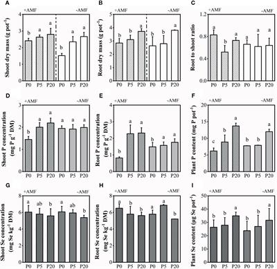 The Interaction of Arbuscular Mycorrhizal Fungi and Phosphorus Inputs on Selenium Uptake by Alfalfa (Medicago sativa L.) and Selenium Fraction Transformation in Soil